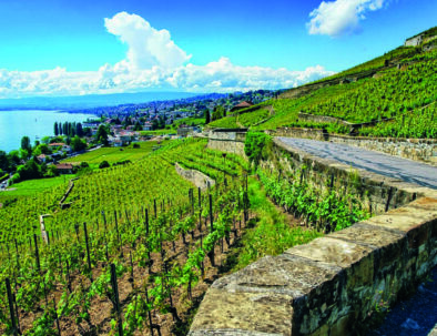 Vignes Lavaux